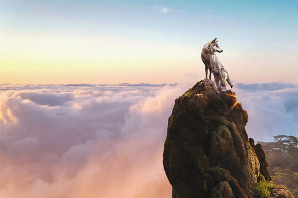 新時(shí)代的狼性精神！