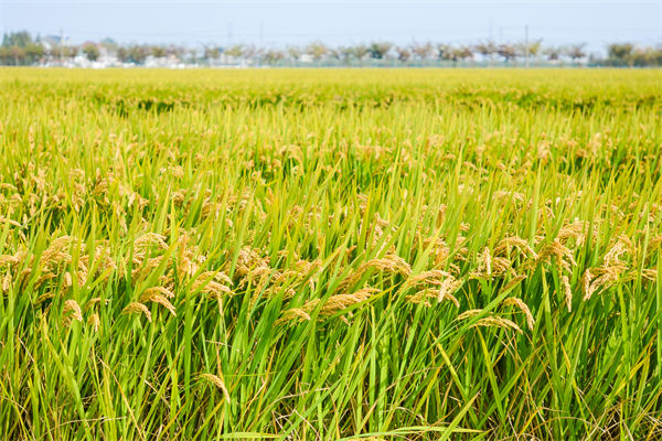 制造業(yè)分析：再這樣熱下去，全球的早餐都“懸了”
