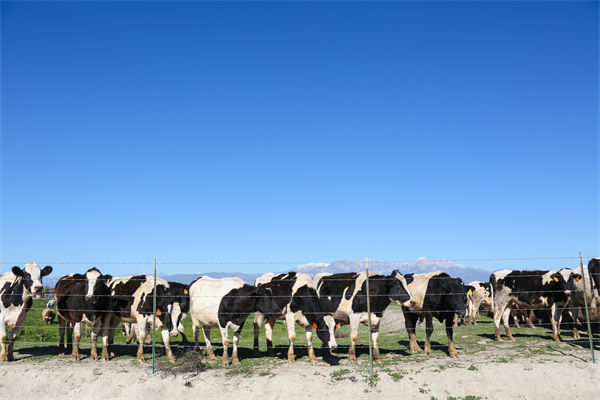 常溫純牛奶中禁止添加復(fù)原乳，集成供應(yīng)鏈怎么看？